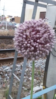 �������ǂ��ł�����