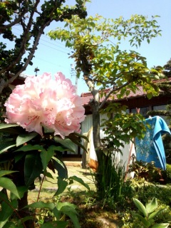 �ӂ���`��